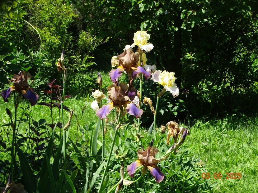  - Irisi 2025 -Dobarland