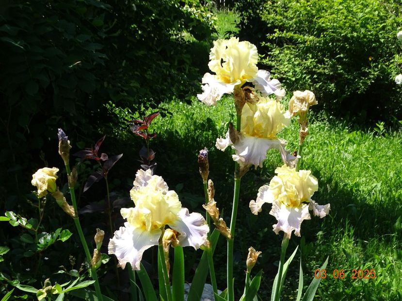  - Irisi 2025 -Dobarland