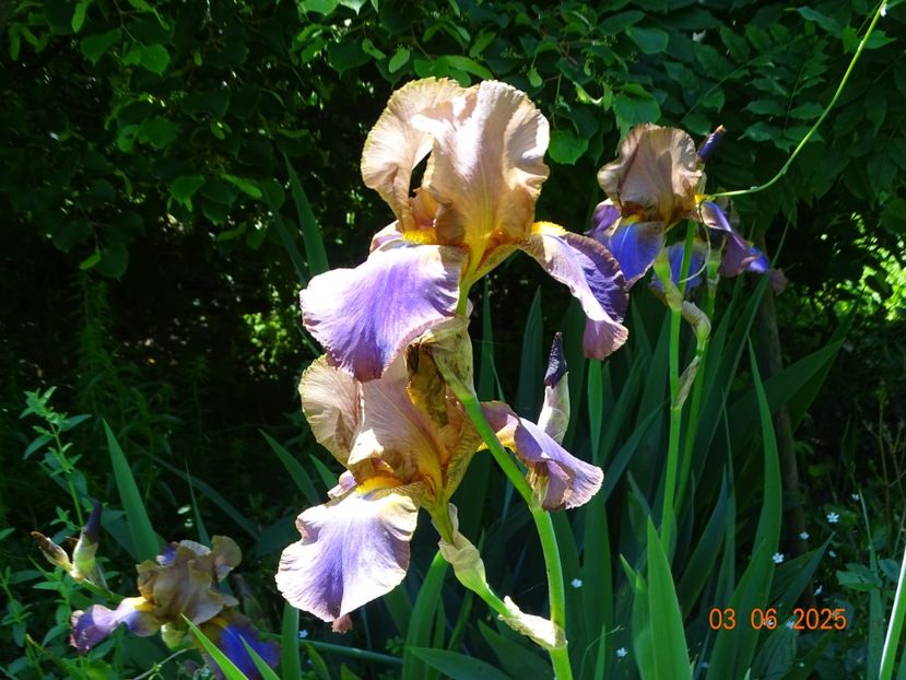  - Irisi 2025 -Dobarland