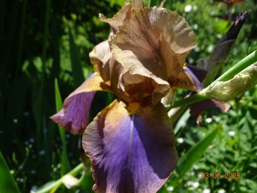  - Irisi 2025 -Dobarland