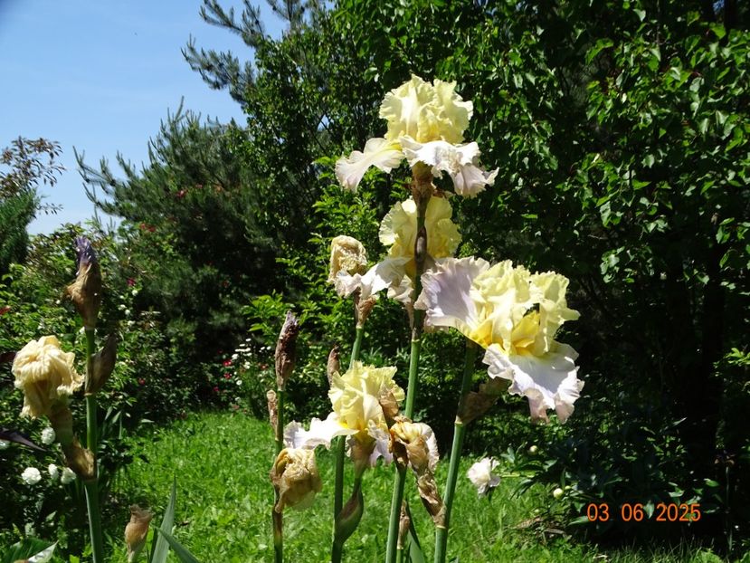  - Irisi 2025 -Dobarland