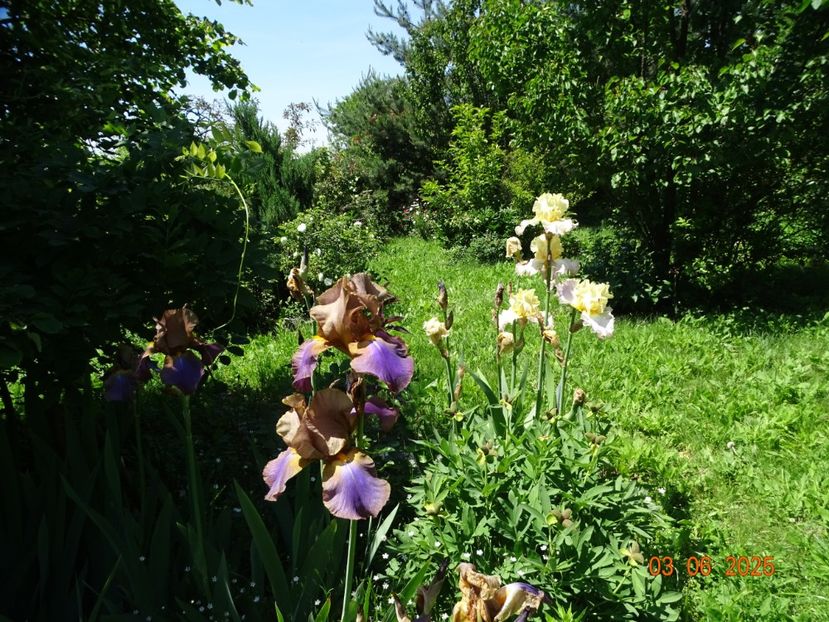  - Irisi 2025 -Dobarland