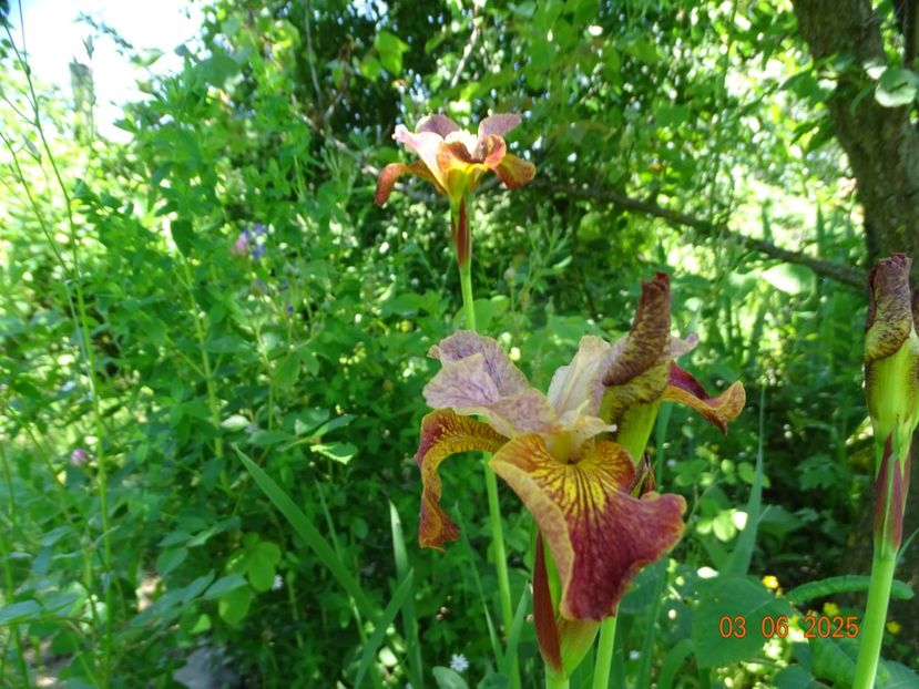  - Irisi 2025 -Dobarland