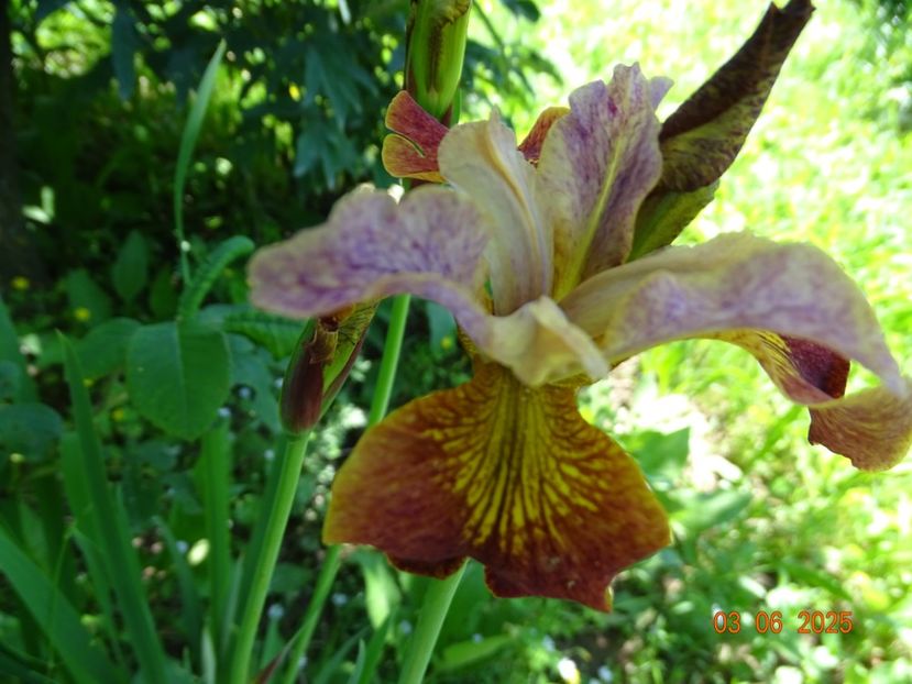  - Irisi 2025 -Dobarland