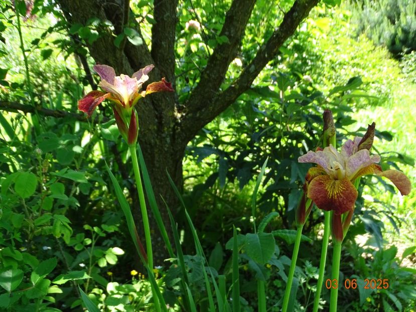  - Irisi 2025 -Dobarland