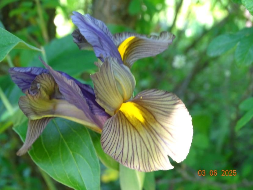  - Irisi 2025 -Dobarland