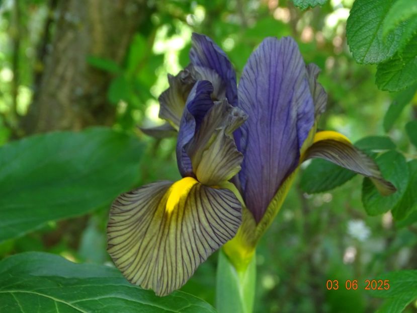  - Irisi 2025 -Dobarland