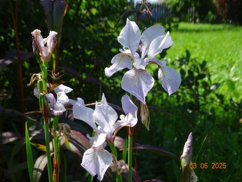  - Irisi 2025 -Dobarland