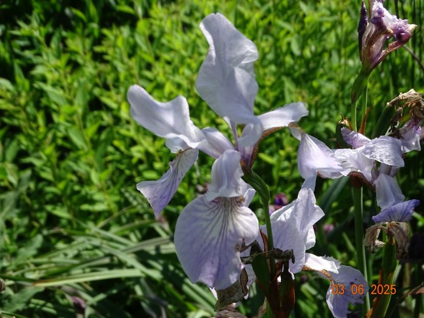  - Irisi 2025 -Dobarland