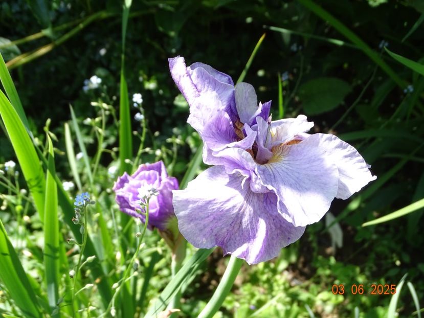  - Irisi 2025 -Dobarland