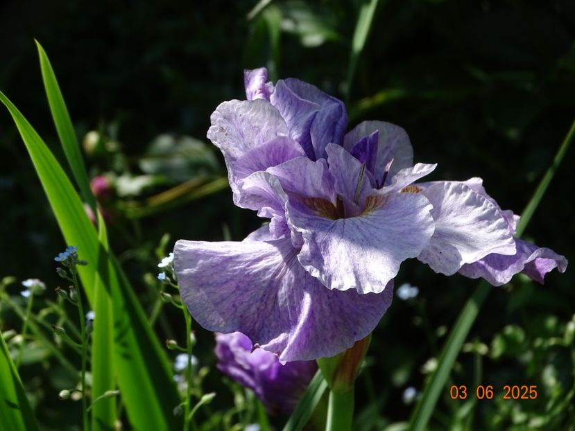  - Irisi 2025 -Dobarland