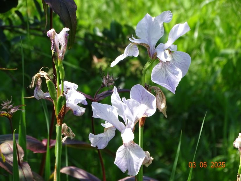  - Irisi 2025 -Dobarland