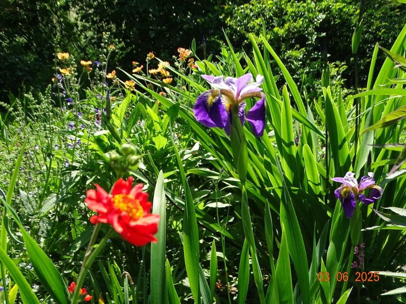  - Irisi 2025 -Dobarland