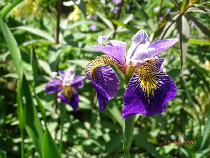  - Irisi 2025 -Dobarland