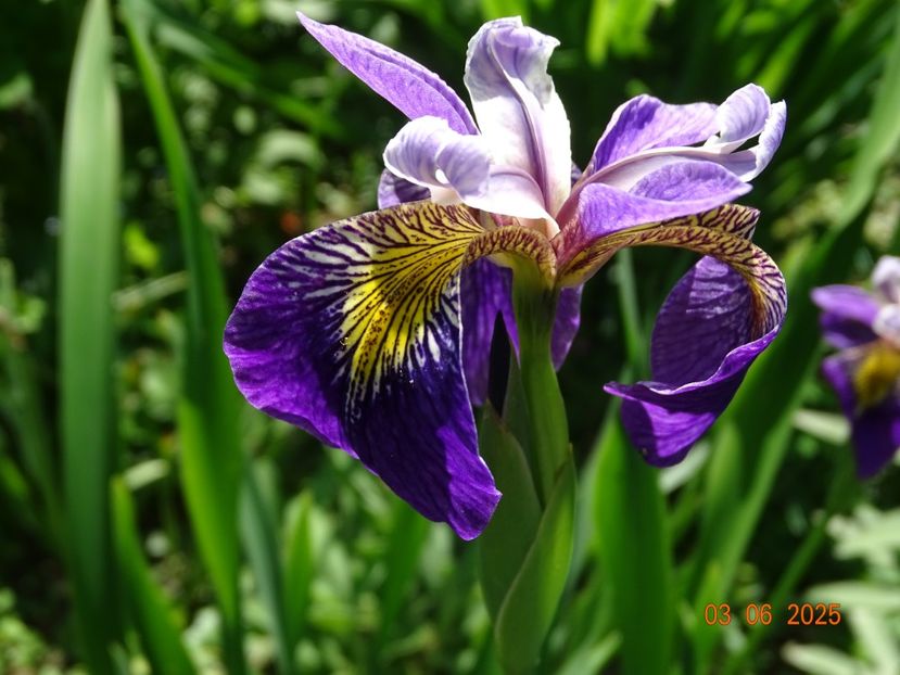  - Irisi 2025 -Dobarland