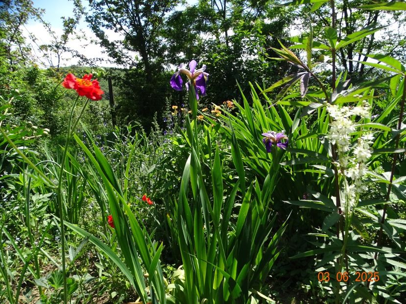  - Irisi 2025 -Dobarland