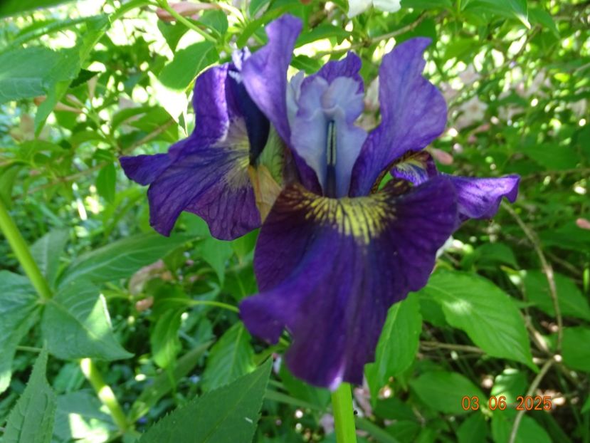  - Irisi 2025 -Dobarland