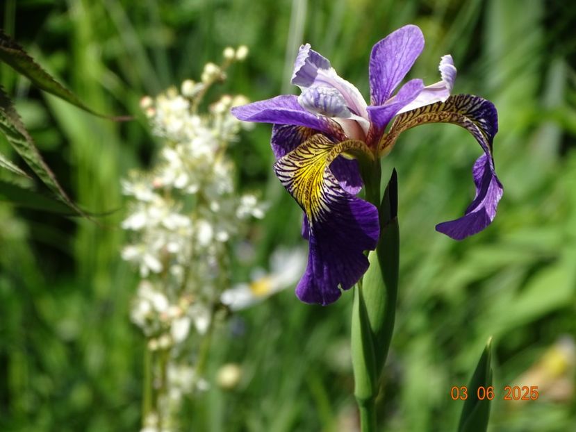  - Irisi 2025 -Dobarland