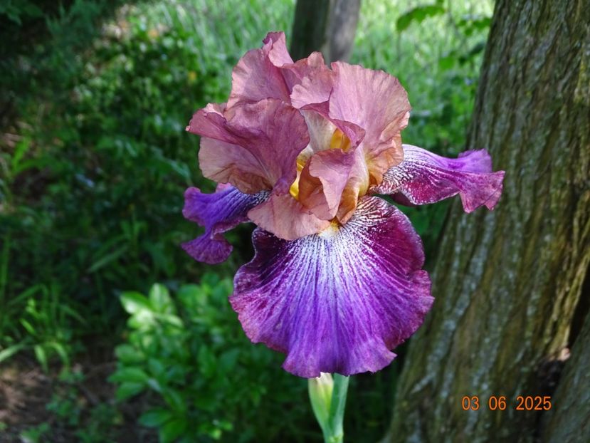  - Irisi 2025 -Dobarland