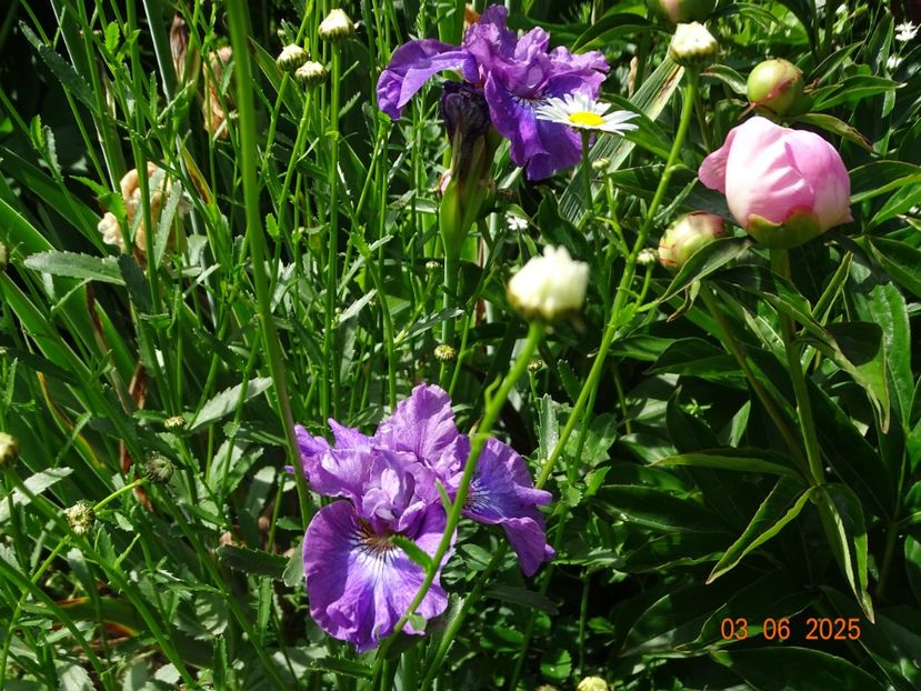  - Irisi 2025 -Dobarland