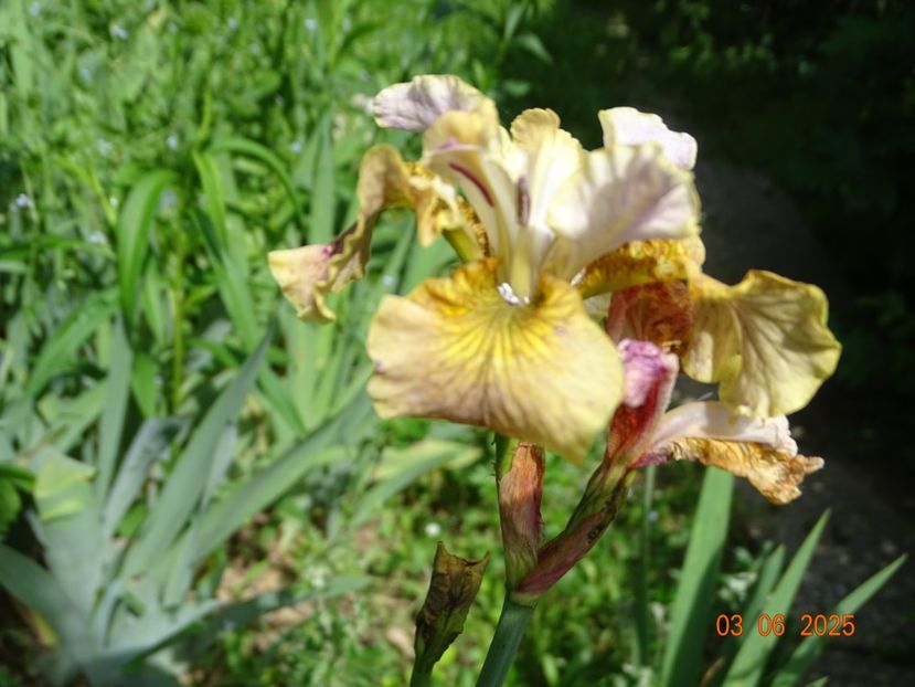  - Irisi 2025 -Dobarland