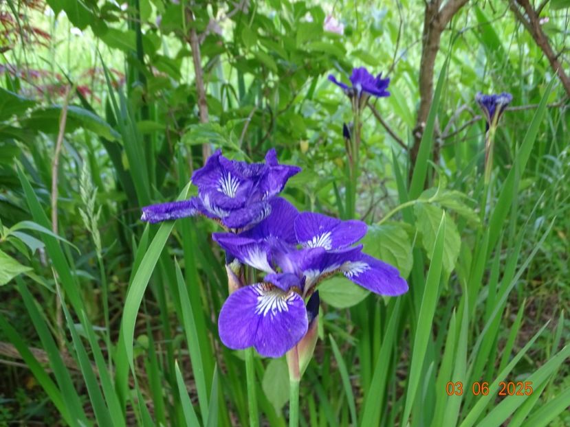  - Irisi 2025 -Dobarland