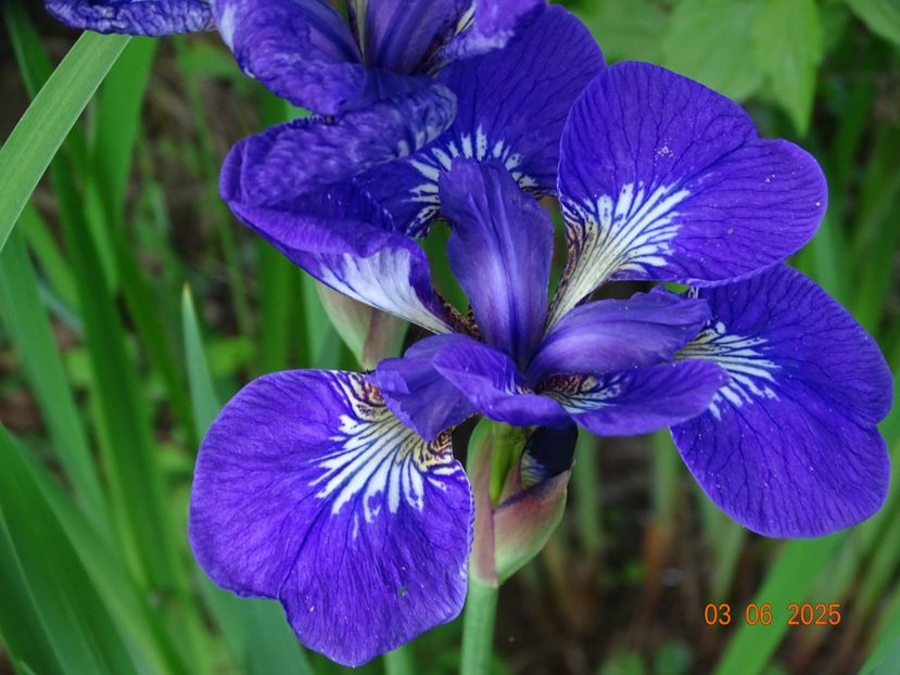  - Irisi 2025 -Dobarland