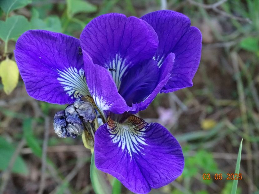  - Irisi 2025 -Dobarland