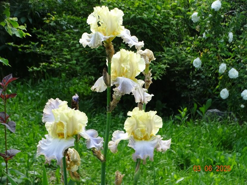  - Irisi 2025 -Dobarland