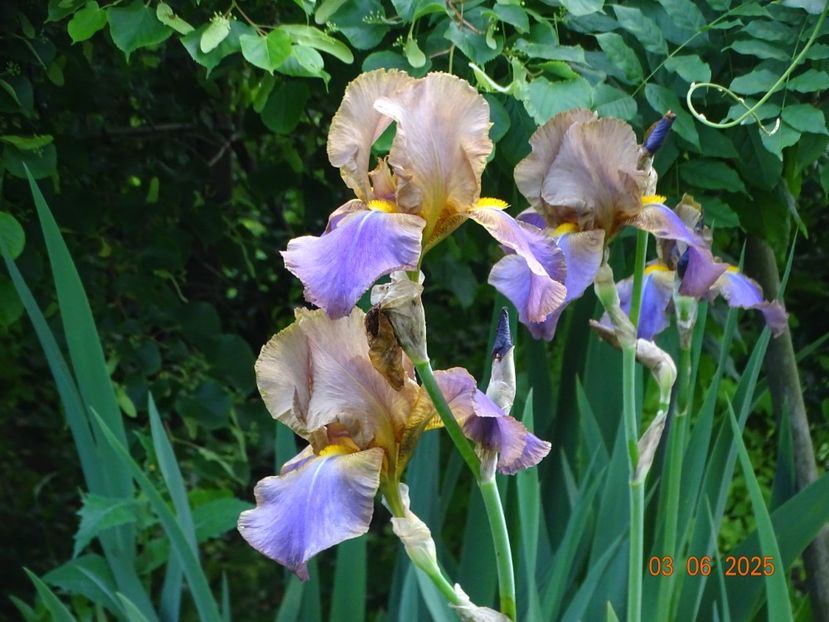  - Irisi 2025 -Dobarland