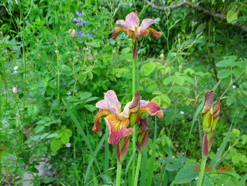  - Irisi 2025 -Dobarland