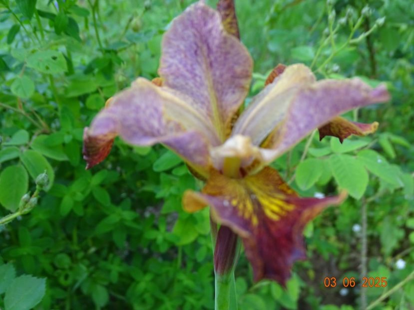  - Irisi 2025 -Dobarland