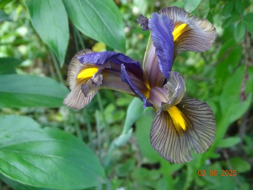  - Irisi 2025 -Dobarland