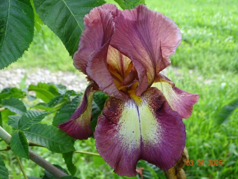  - Irisi 2025 -Dobarland