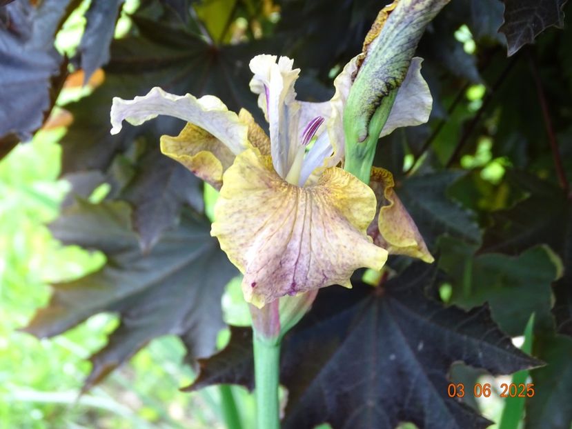  - Irisi 2025 -Dobarland