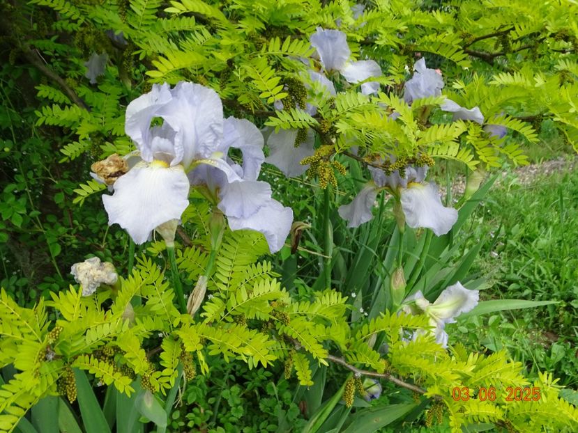  - Irisi 2025 -Dobarland