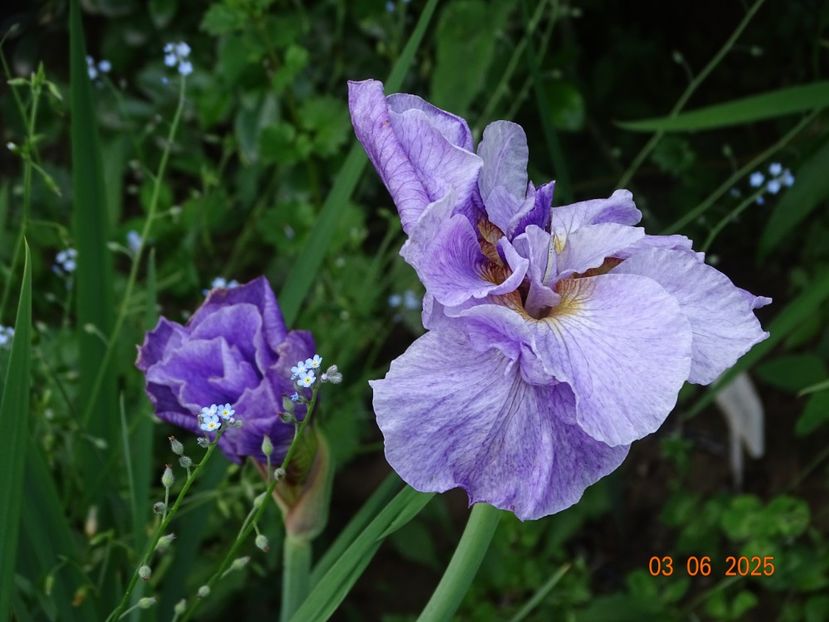  - Irisi 2025 -Dobarland