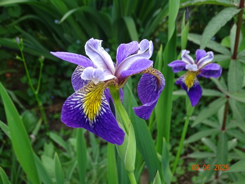  - Irisi 2025 -Dobarland