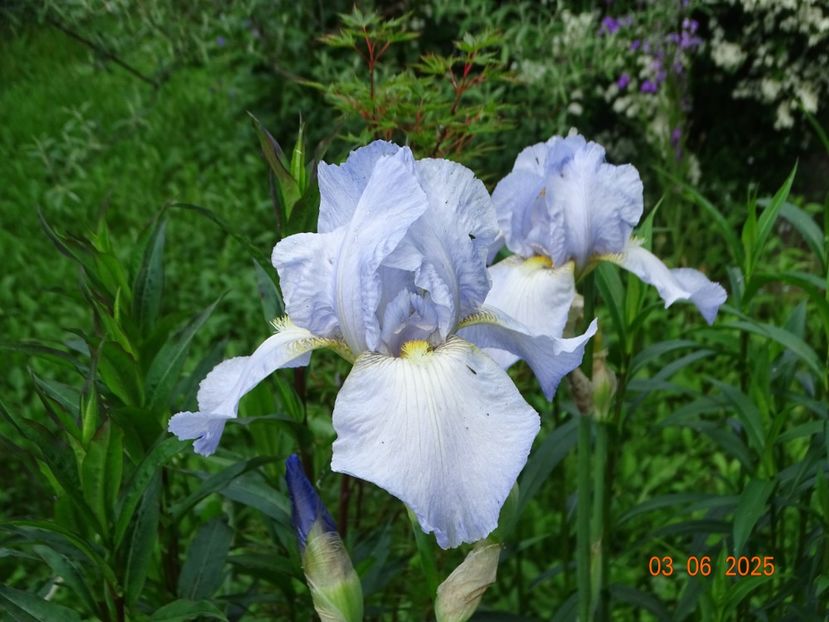  - Irisi 2025 -Dobarland