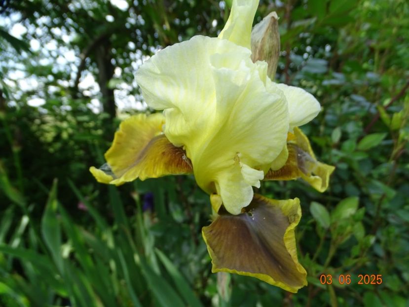  - Irisi 2025 -Dobarland