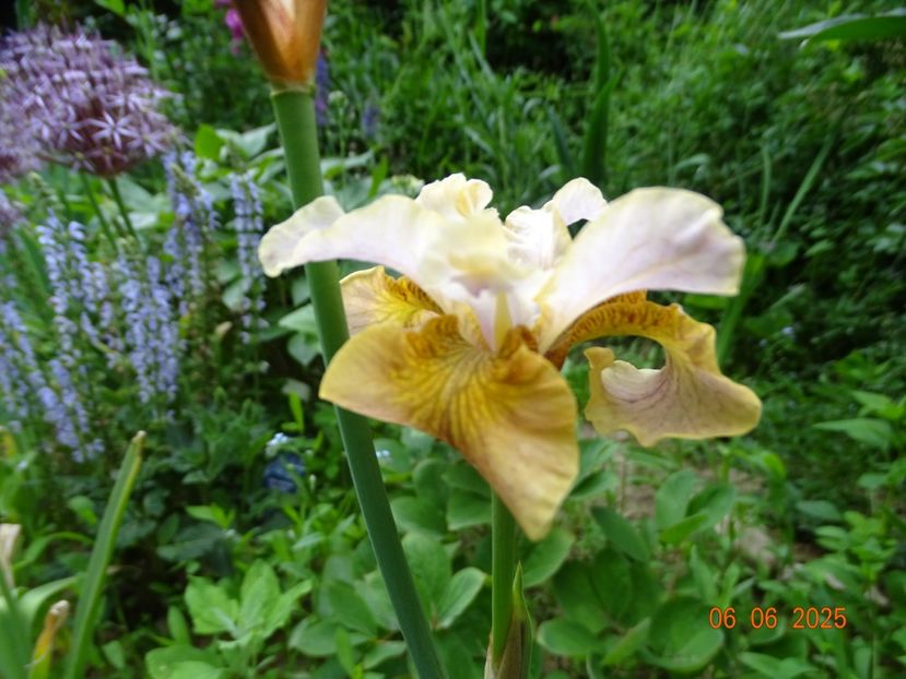  - Irisi 2025 -Dobarland