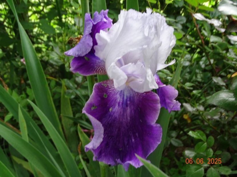  - Irisi 2025 -Dobarland