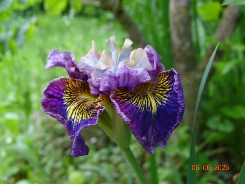  - Irisi 2025 -Dobarland