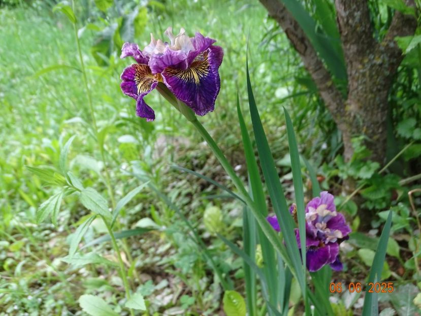  - Irisi 2025 -Dobarland