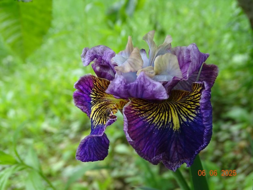  - Irisi 2025 -Dobarland