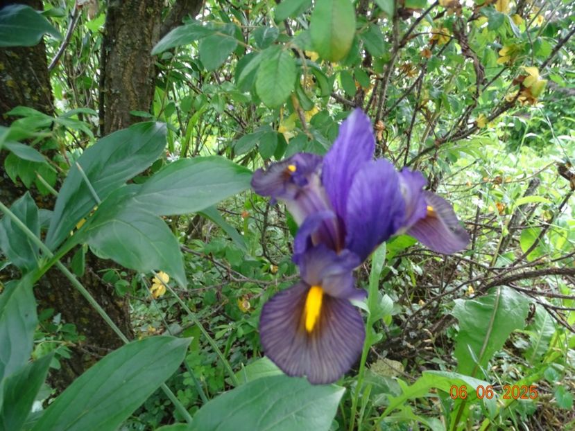  - Irisi 2025 -Dobarland