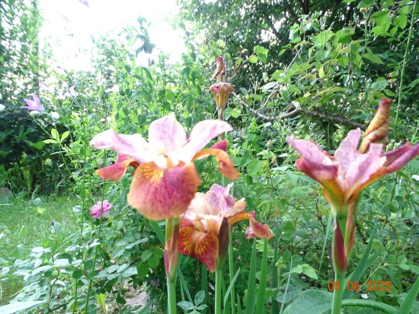  - Irisi 2025 -Dobarland