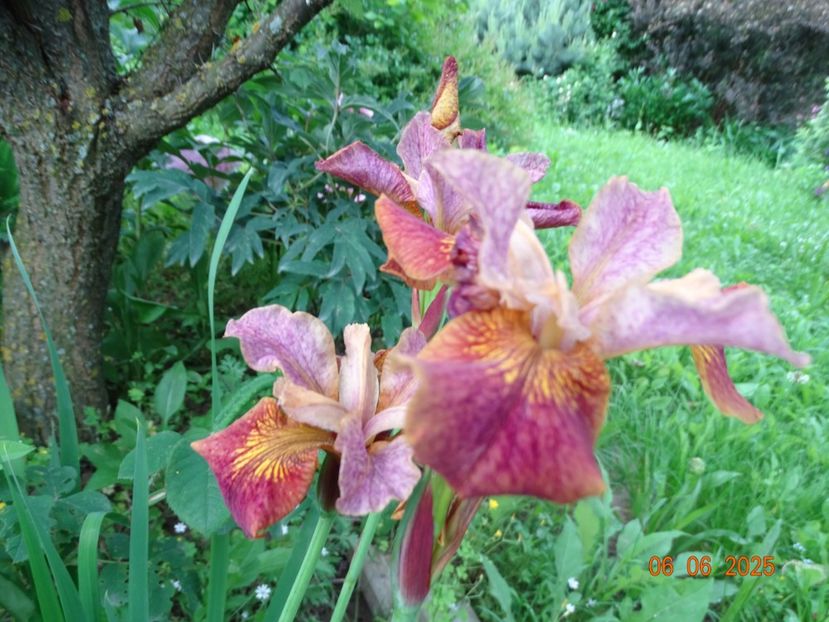  - Irisi 2025 -Dobarland