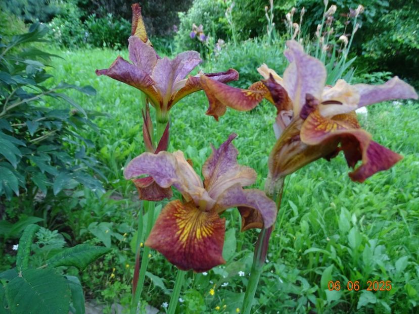  - Irisi 2025 -Dobarland