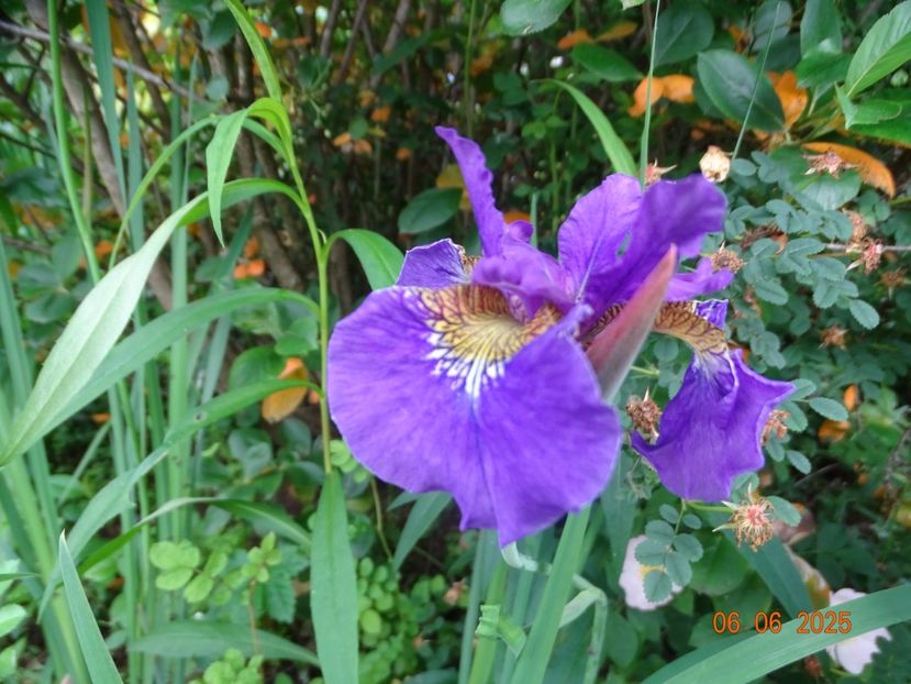  - Irisi 2025 -Dobarland